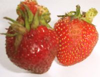 Berries could also have the tumours gmo01