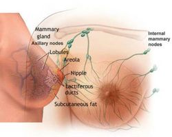 breast-cancer-and-tumors