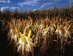 genetically-engineered-corn